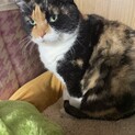 多頭飼育崩壊現場の子　三毛猫♀まるみ