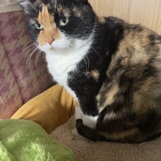 多頭飼育崩壊現場の子　三毛猫♀まるみ