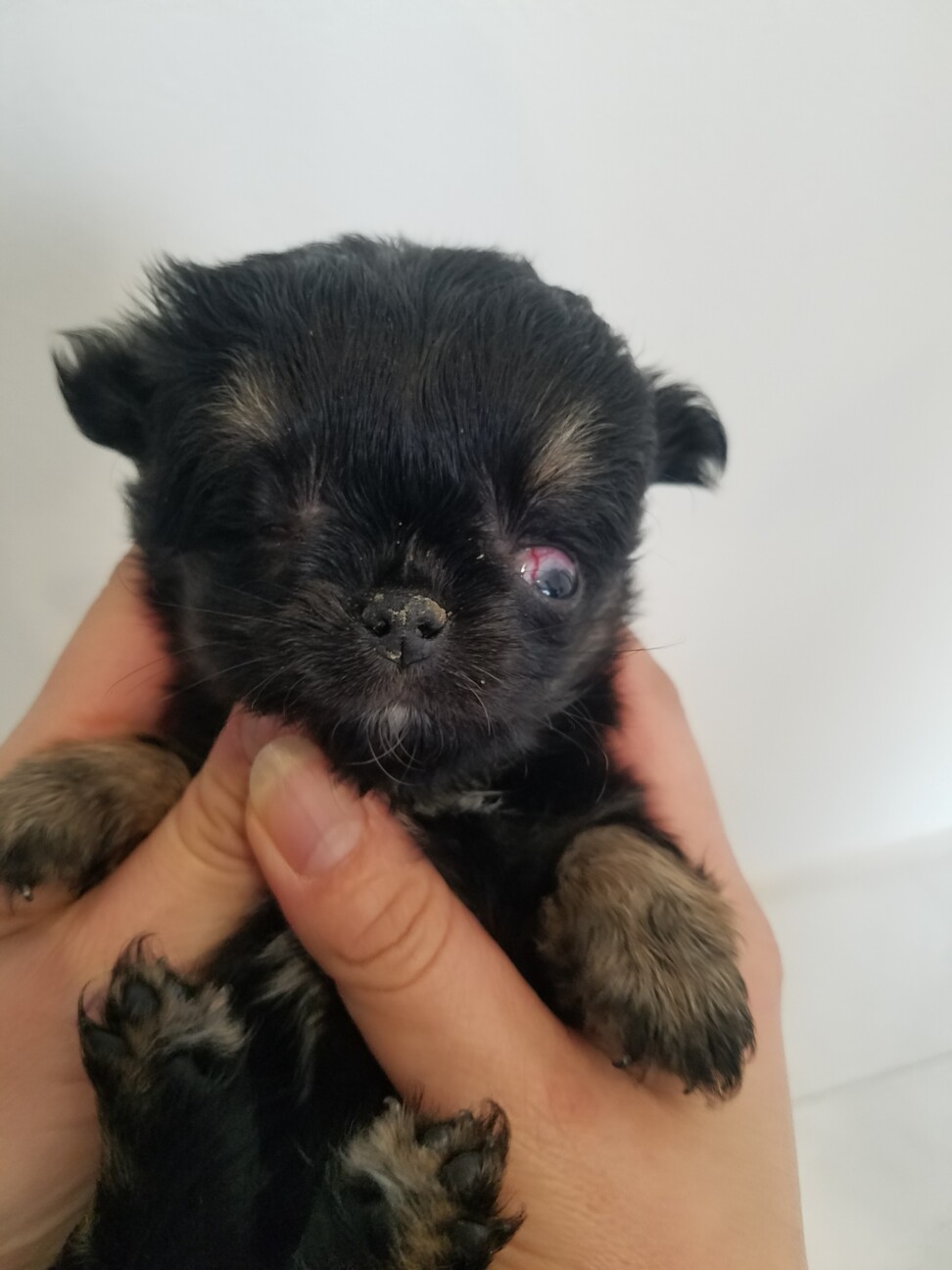 片目のないチワワの赤ちゃん サムネイル2