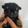 片目のないチワワの赤ちゃん サムネイル2