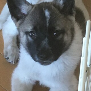 トライアル決定丸々かわいい男の子