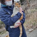 人が大好きな可愛い猫です