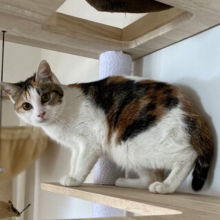 三毛♀カンロ　推定5ヶ月　コロコロボディー❤︎