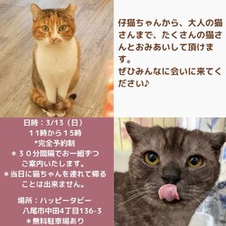 猫のおみあい会＆オープン記念イベント サムネイル2