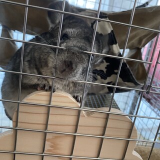 7ヶ月チンチラ男の子