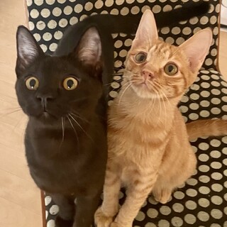 【お見合い随時】永遠のライバル茶トラ&黒猫ペア