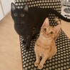 【お見合い随時】永遠のライバル茶トラ&黒猫ペア サムネイル2