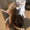 【お見合い随時】永遠のライバル茶トラ&黒猫ペア サムネイル3