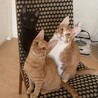【お見合い随時】永遠のライバル茶トラ&黒猫ペア サムネイル4