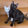 【お見合い随時】永遠のライバル茶トラ&黒猫ペア サムネイル6