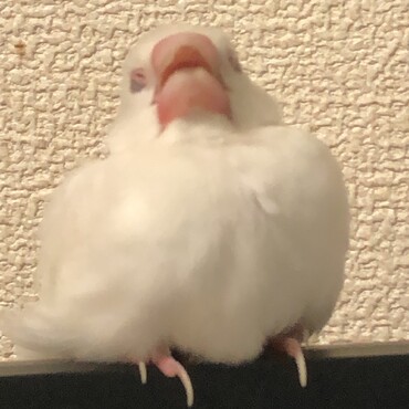 眠そう…