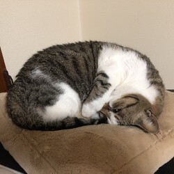 「残念な生き物(旦那ver)」サムネイル1