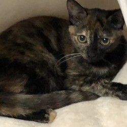 三重県桑名市３月１３日(日)第１２４回リトルパウエイド猫の譲渡会