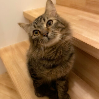 抱っこ大好きな甘えん坊✨奄美から来たみつおくん