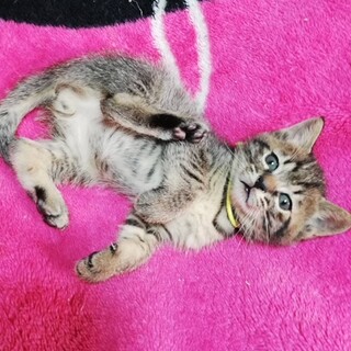 生後1か月すぎのラブリーにゃんこ3兄弟