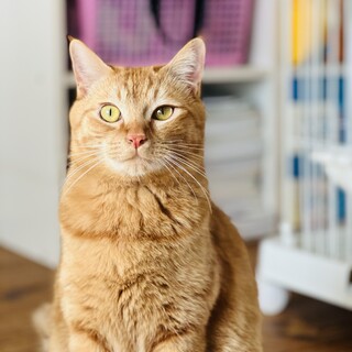 可愛い3兄妹　チャタ