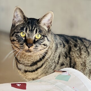 キジトラ藍乃介