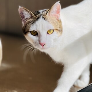 利発で甘えん坊　セガミくん