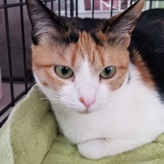 保健所引き出しのミケ子