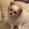 Romeoさん