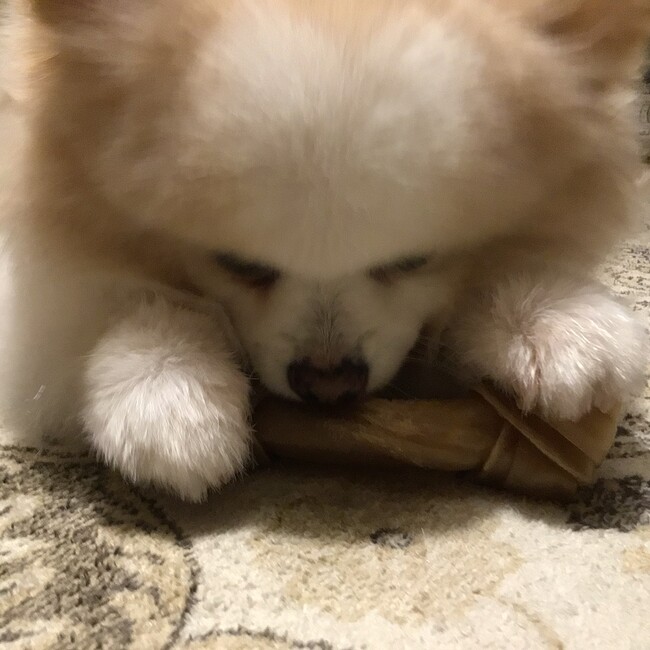 Romeoのカバー写真