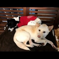ばんり