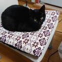 緊急里親募集中！