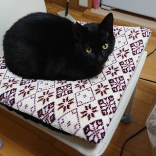 緊急里親募集中！