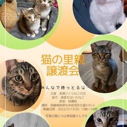 保護猫譲渡会　in  厚底をはいたねこ