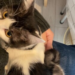 保護猫譲渡会　in  厚底をはいたねこ サムネイル3