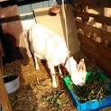 ヤギの里親募集