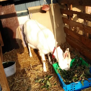 ヤギの里親募集