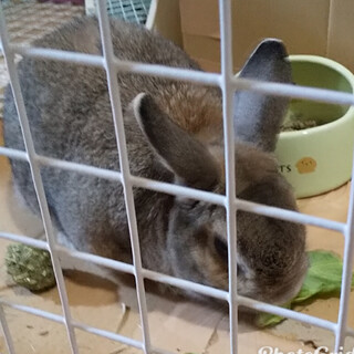 ネザーランドドワーフ2歳の男の子