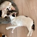 【お見合い随時】初心者歓迎ほのぼの仲良し三毛親子