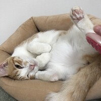 もん