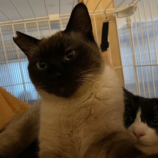 遊ぶの大好き！ドン♂