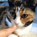 【サンマルク】人馴れしてきた正統派三毛美猫女子