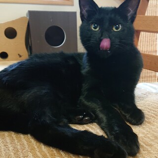 ビビりだけど甘えん坊のくり君