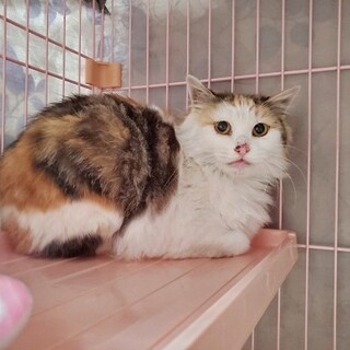 ぶさかわ？可愛い声の長毛ミケちゃん