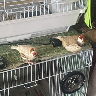 キンカチョウ　オス　2羽