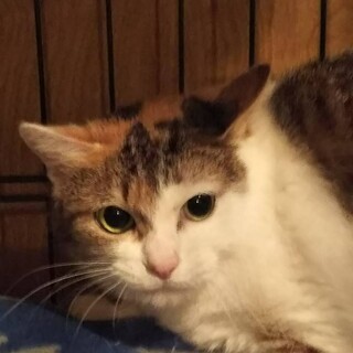 〝ミケちゃん〟です♪