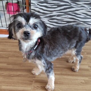 冒険心旺盛なフキちゃん♀MIX犬