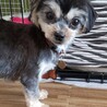 冒険心旺盛なフキちゃん♀MIX犬 サムネイル3