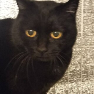 〝クロスケちゃん〟です♪