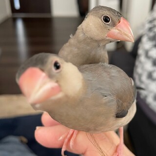 文鳥//生後3ヶ月//ペア