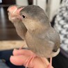 文鳥//生後3ヶ月//ペア サムネイル2