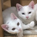 【お見合い随時】美しいオッドアイ白猫兄妹
