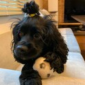 問合せ殺到につき募集を一時停止させていただきます