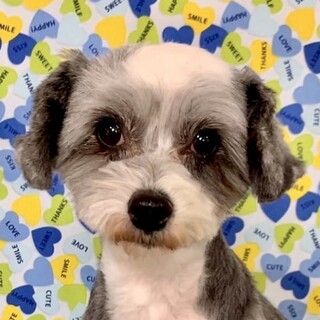 三ノ輪橋（みのわばし）恥ずかしがり屋の女の子