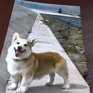 成犬の里親募集中